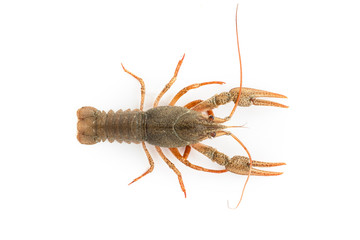 River raw crayfish
