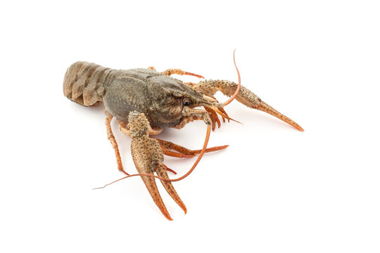 River raw crayfish