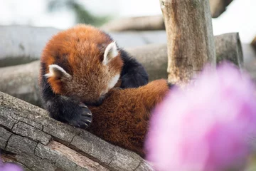 Crédence de cuisine en verre imprimé Panda Red panda sleeping