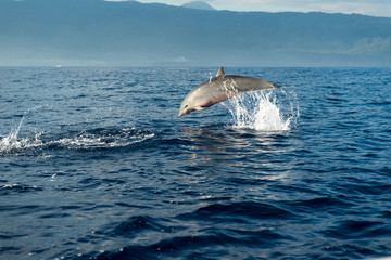 Naklejka premium Dolphins in Pacific Ocean