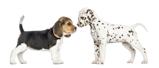 Side view of Dalmatian and Beagle puppies getting to know - obrazy, fototapety, plakaty