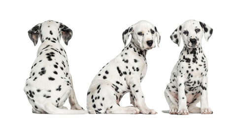 Dalmatian puppies sitting together in different positions © Eric Isselée