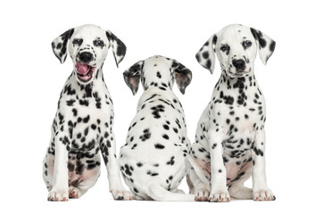Dalmatian puppies sitting together, isolated on white - obrazy, fototapety, plakaty