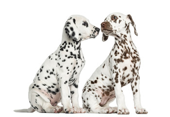 Dalmatian puppies sitting, sniffing each other - obrazy, fototapety, plakaty