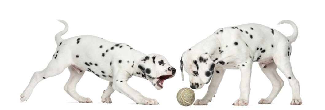 Dalmatian puppies playing together with a tennis ball