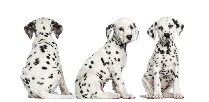 Dalmatian puppies sitting together in different positions