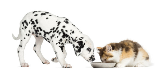 Highland straight kitten and Dalmatian puppy eating from a bowl - obrazy, fototapety, plakaty