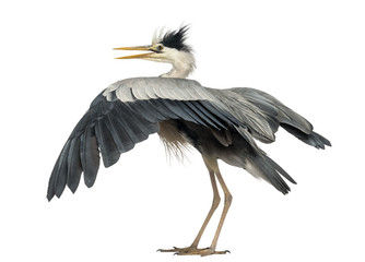 Rear view of an Grey Heron flapping its wings, Ardea Cinerea