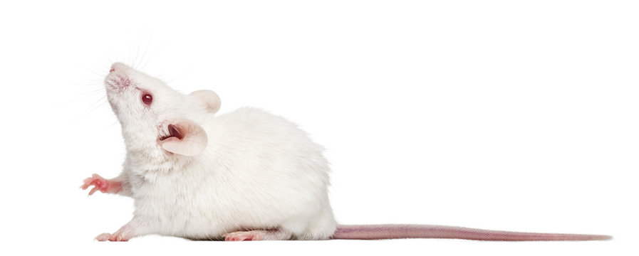 Side view of an albino white mouse looking up, Mus musculus