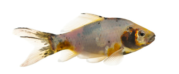 Side view of a Shubunkin, Carassius auratus, isolated on white