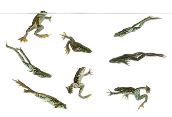 Fototapeta premium Composition of Edible Frogs swimming under water line