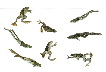 Selbstklebende Fototapete Frosch Zusammensetzung essbarer Frösche, die unter der Wasserlinie schwimmen