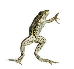 Obraz premium Edible Frog viewed from below, swimming up