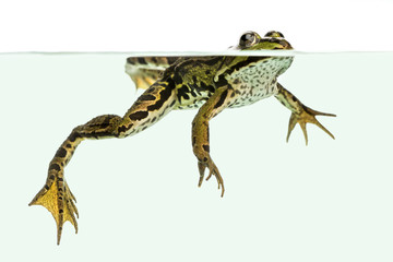 Edible Frog swimming at the surface, viewed from below