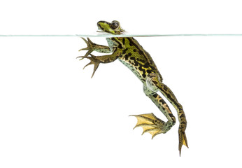 Side view of an Edible Frog swimming at the surface