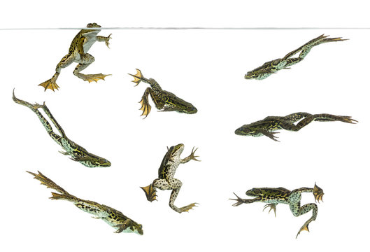Composition of Edible Frogs swimming under water line