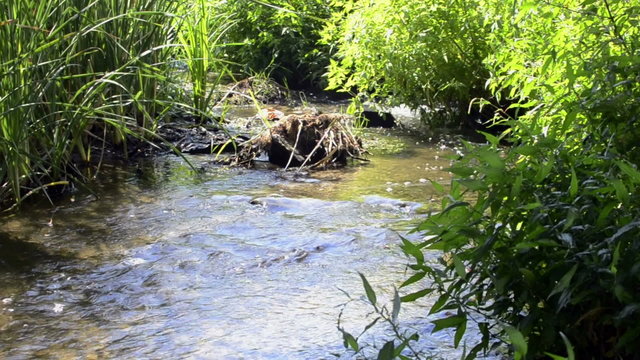 Sunlit creek and green plants along the banks