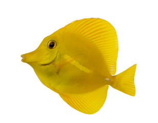 Side view of a Yellow Tang, Zebrasoma flavescens