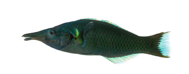 Side view of a Bird wrasse male, Gomphosus varius