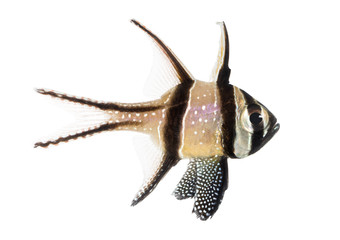 Fototapeta premium Side view of a Banggai Cardinalfish, Pterapogon kauderni