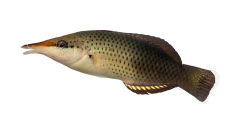 Side view of a Bird wrasse female, Gomphosus varius