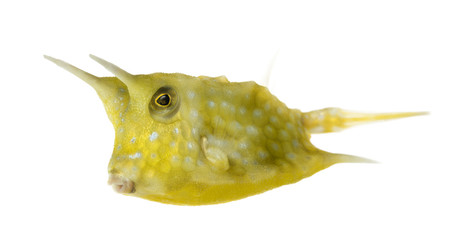 Fototapeta premium Longhorn cowfish, Lactoria cornuta, isolated on white