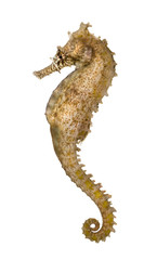 Side view of a Common Seahorse, Hippocampus kuda - obrazy, fototapety, plakaty