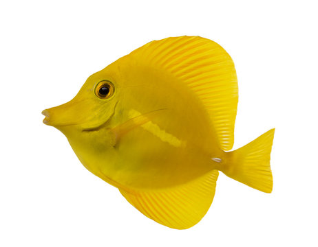 Yellow Tang" Изображения: просматривайте стоковые фотографии, векторные  изображения и видео в количестве 1,407 | Adobe Stock