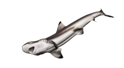 Blacktip reef shark hunting viewed from below