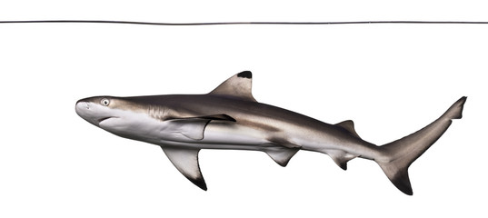 Blacktip reef shark viewed from below swimming under water line