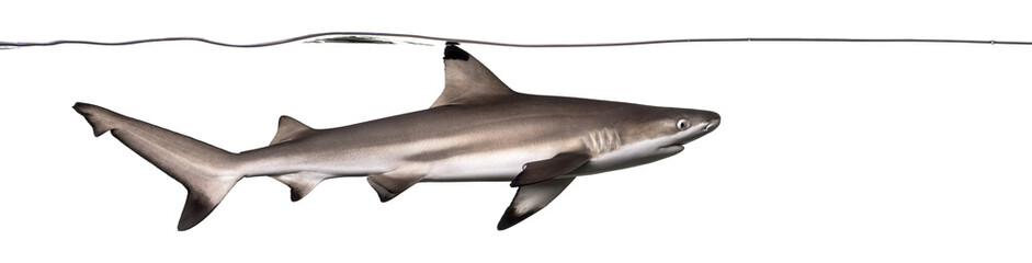 Naklejka premium Blacktip reef shark swimming under water line