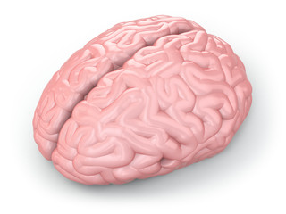 Human brain