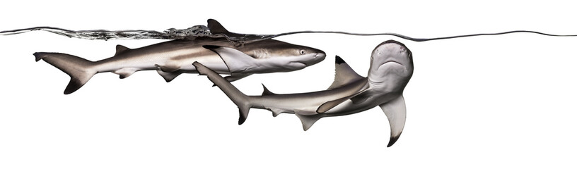 Blacktip reef sharks swimming at the surface of the water