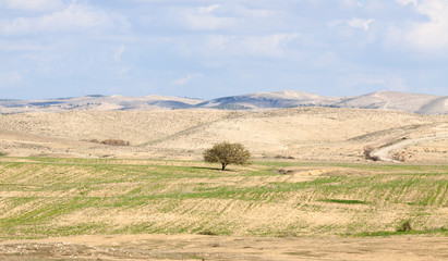 Obraz premium Lonely tree in a desert front of the hills