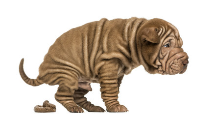 Side view of a Shar Pei puppy defecating, isolated on white