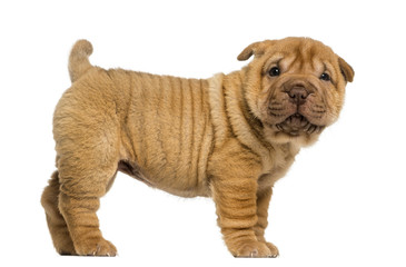 Side view of a Shar Pei puppy standing, looking at the camera © Eric Isselée