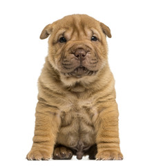 Obraz premium Front view of a Shar Pei puppy sitting, looking at the camera