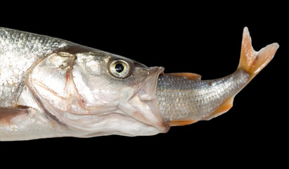 fish eating another fish