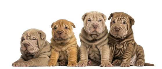 Front view of Shar Pei puppies sitting in a row © Eric Isselée