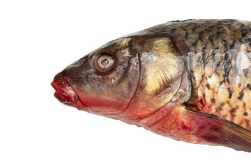 fish on a white background