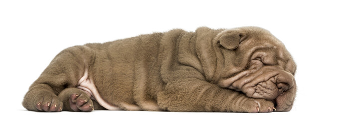 Side view of a Shar Pei puppy lying down, sleeping
