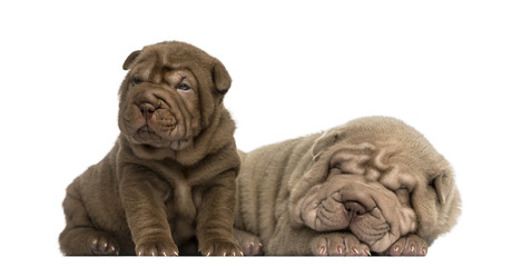 Shar Pei puppies lying together, isolated on white