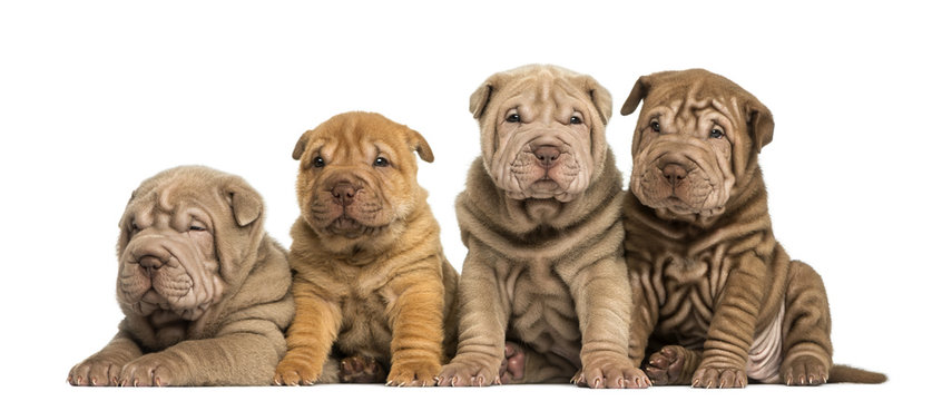 Front view of Shar Pei puppies sitting in a row