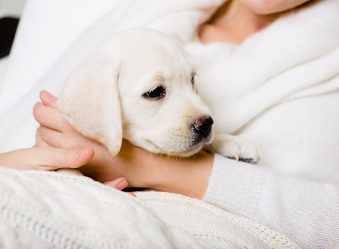 Closeup of puppy on the hands of woman in white sweater