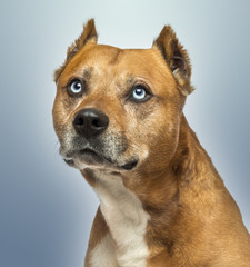 Close-up of an American Staffordshire Terrier, looking up