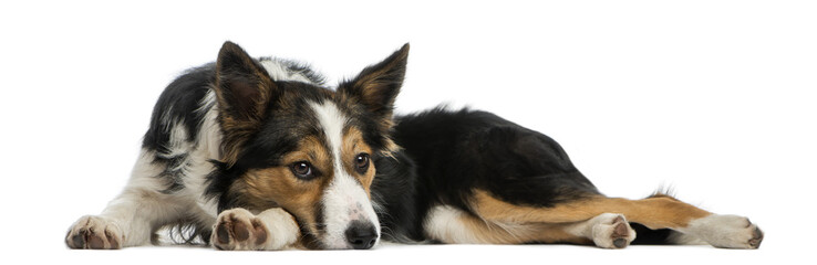 Border collie lying, looking bored, isolated on white