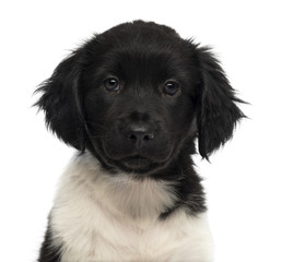 Close-up of a Stabyhoun puppy facing, looking at the camera
