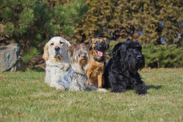 A group of four dogs of different breeds
