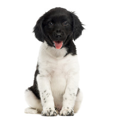 Front view of a Stabyhoun puppy sitting, panting