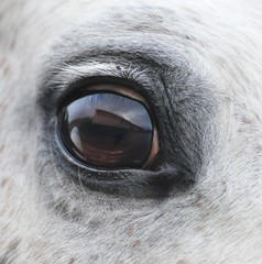 Auge eines Pferdes © Wabner-Andrea